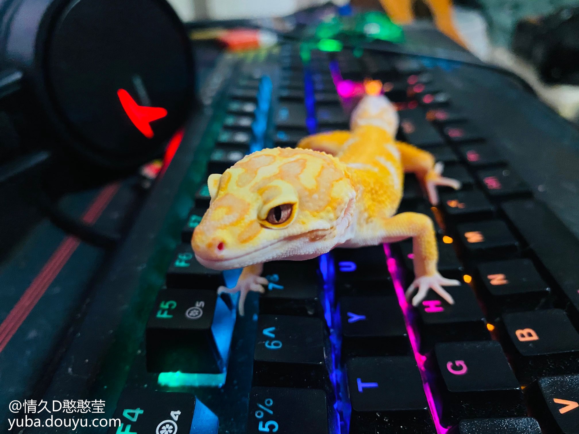 0.8吧直播吧_(直播吧522)